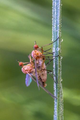 Réf. 244 771 : Empis sp.